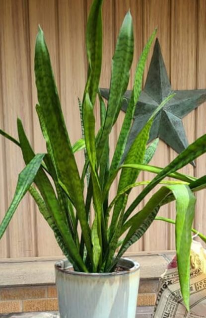 Snake Plant Leaves Bending (Causes And Solutions) - Garden For Indoor