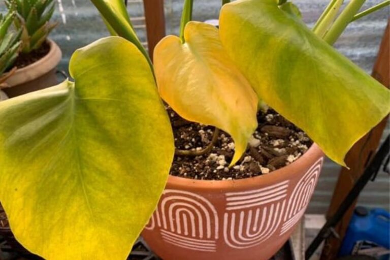 Swiss Cheese Plant Leaves Turning Yellow (And How to Fix It)