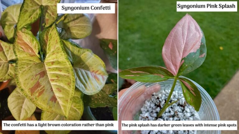 Syngonium Confetti vs Pink Splash (What’s The Difference)