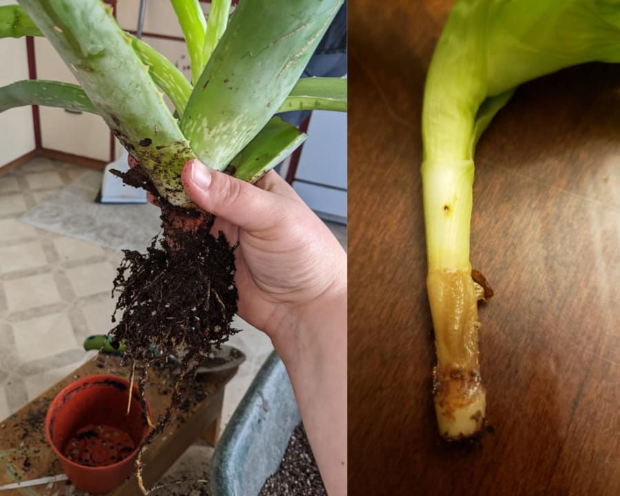 Aloe Vera Root Rot Signs Causes And Solutions Garden For Indoor