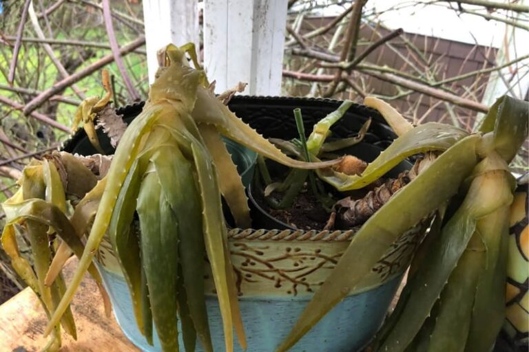 Aloe Vera Temperature Tolerance (4 Sings of Temperature Stress)