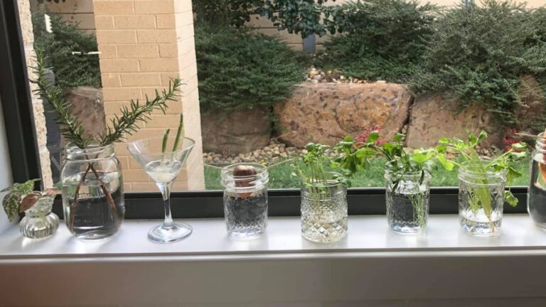 9 Spicy Herbs You Can Grow in a Glass of Water