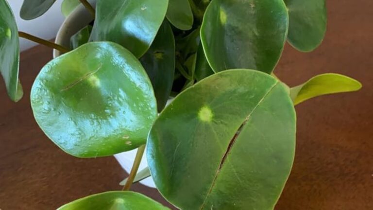 7 Causes of Pilea Leaves Splitting (And Fixes)