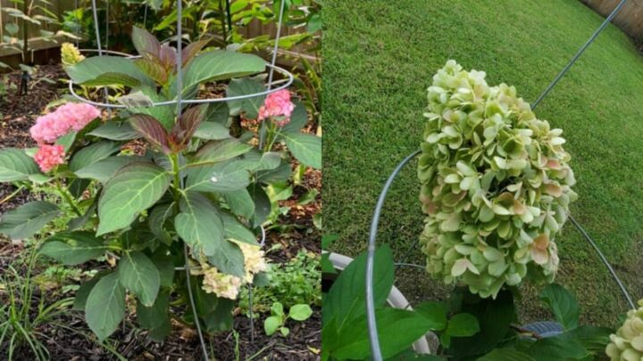 Hydrangea Falling Over After Rain (5 Solutions That Work) - Garden For ...