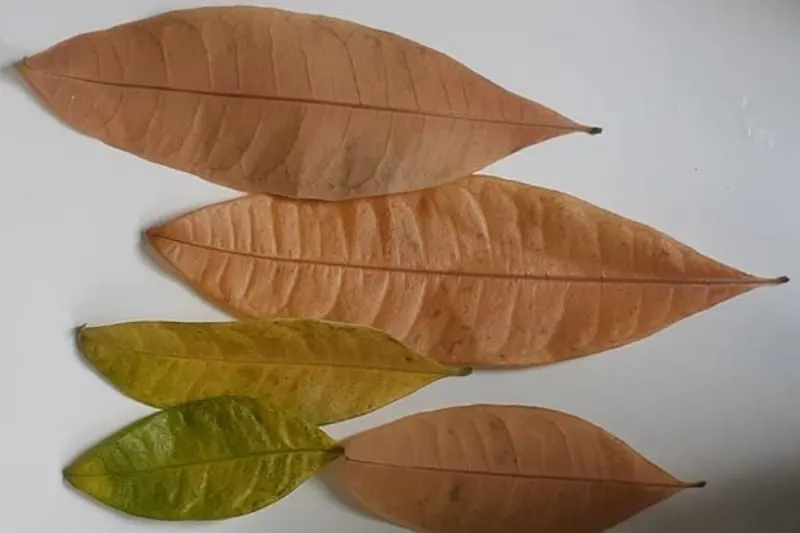 money tree leaves turning brown
