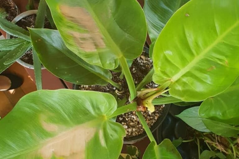 Philodendron Temperature Tolerance (7 Signs of Temperature Stress)