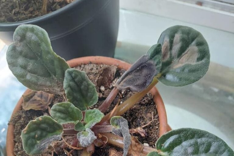 8 Causes Of Brown Spots On African Violet Leaves (With Fixes) Garden