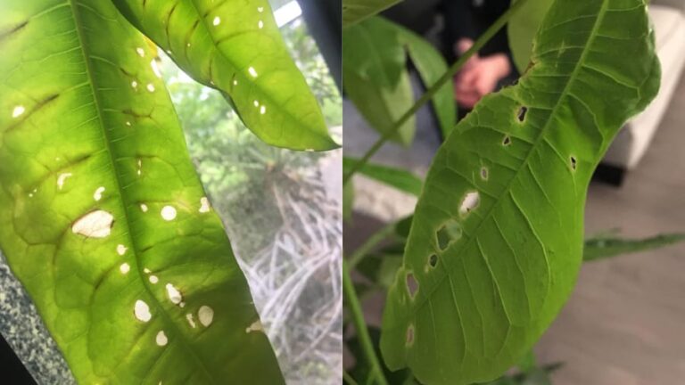 5 Causes of Holes in Money Tree Leaves (And Solutions)