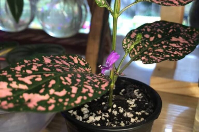 Why Is My Polka Dot Plant Flowering? (Here’s What to Do)