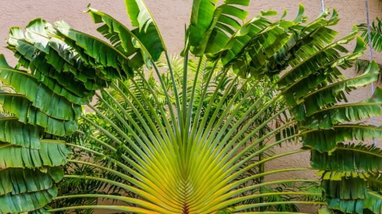 Traveler’s Palm vs Bird of Paradise (Differences and Similarities)