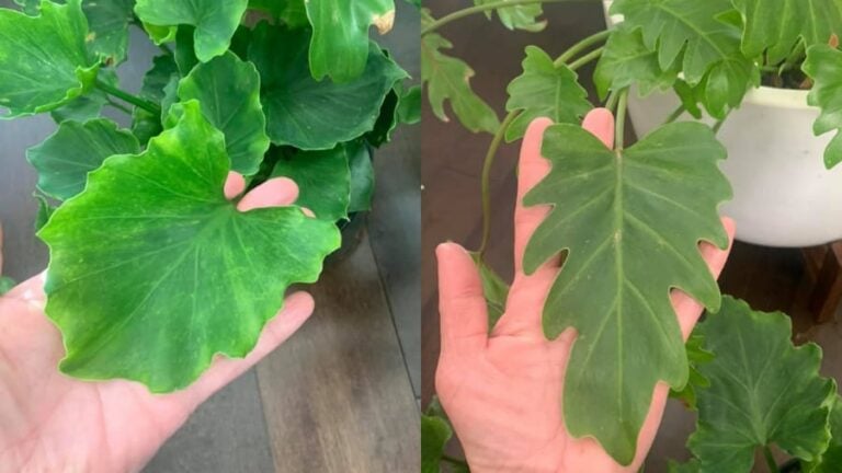 Why Are My Philodendron Leaves Small? (Here’s What to Do)