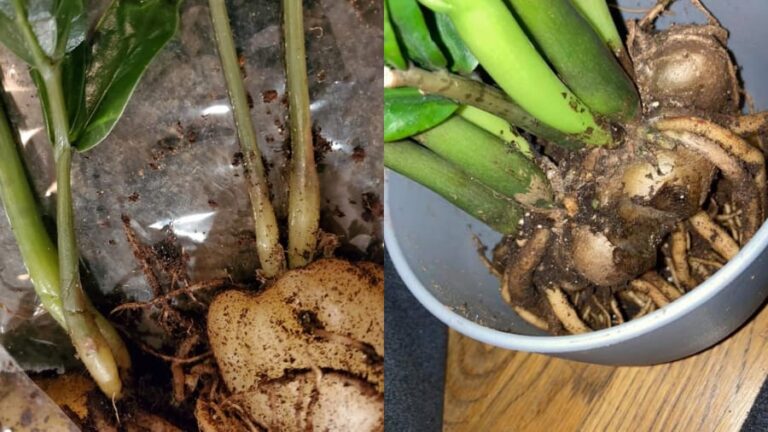 7 Steps to Save Overwatered ZZ Plant (With Identifying Signs)