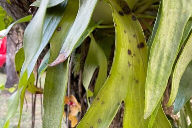 Overwatered Staghorn Fern (Signs and How to Save)