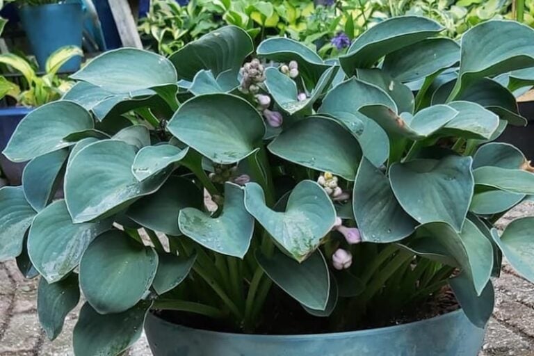 16 Best Blue Leaf HostasGardener's Blue Dream Garden For Indoor