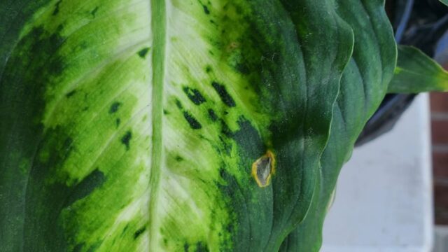 10 Causes Of Dieffenbachia Leaves Turning Brown (And Solutions ...