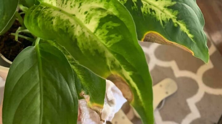 10 Causes Of Dieffenbachia Leaves Turning Brown (And Solutions ...