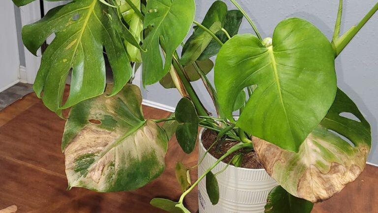 Should I Cut Dead Leaves off Plant?