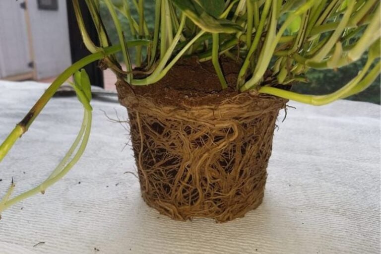 Root Bound Pothos (Here’s What to Do-Step By Step)