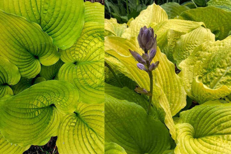 Giant Hostas: 7 Best Varieties With Descriptions And Photos