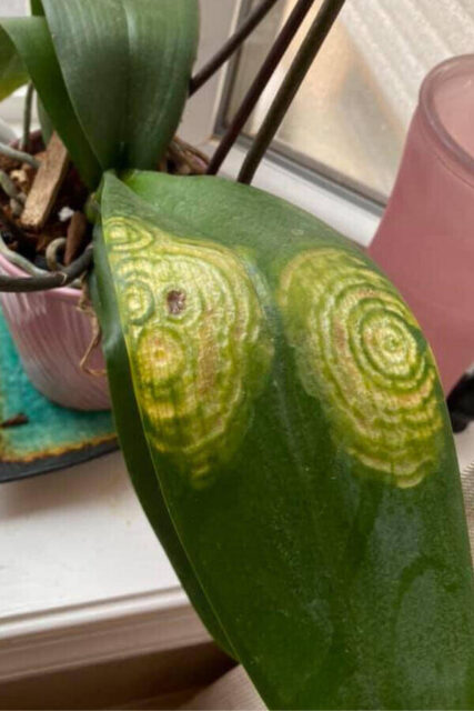 Red Ringspot Virus 8 Common Orchid Viruses (Here’s How To Deal With Them) - Garden For Indoor