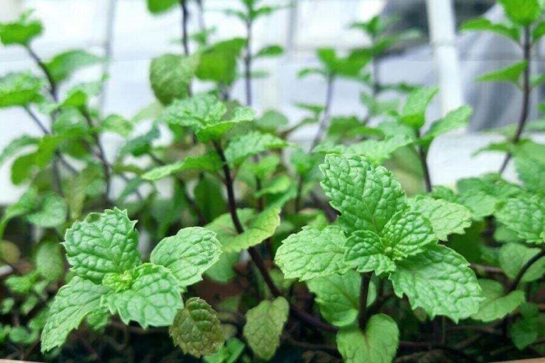 How and When to Transplant Mint (Step by Step)