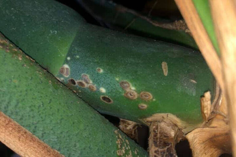 8 Causes of Monstera Brown Stems (With Treatment)
