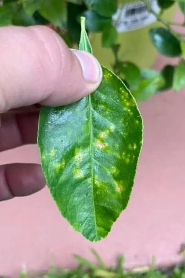 11-causes-of-yellow-spots-on-lemon-tree-leaves-and-treatment-garden