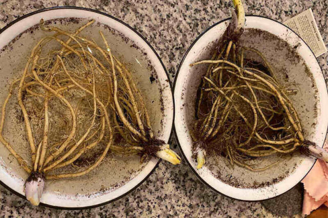 Hostas Root Rot Planting Hosta Bulbs In Spring (How To Plant Bare Root Hostas) - Garden ...