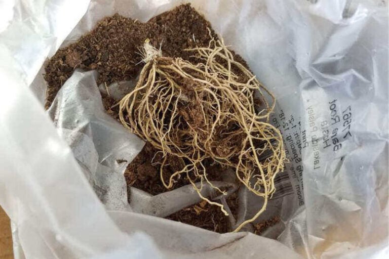 Planting Hosta Bulbs in Spring (How To Plant Bare Root Hostas)