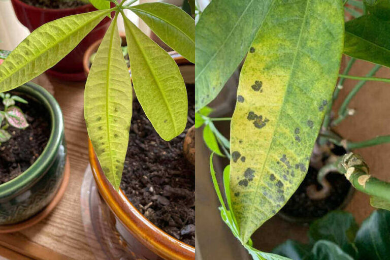 7 Causes of Money Tree Leaves Turning Black (With Solutions)