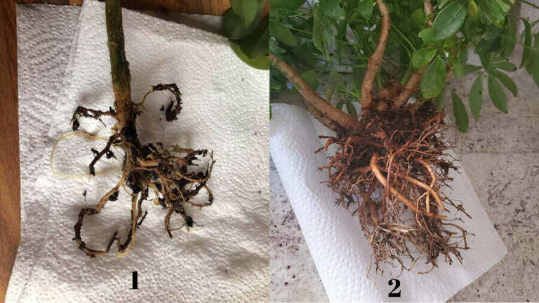 Schefflera Root Rot (Signs Causes and  Step by Step Treatment)