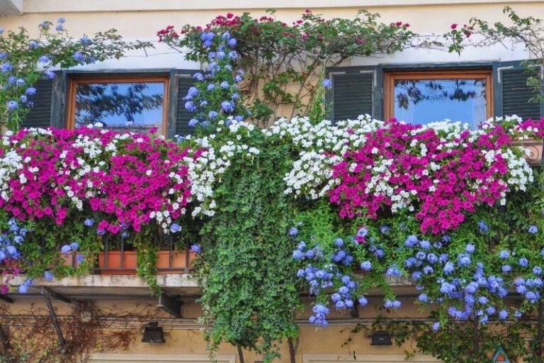 25 Best Flowers For Sunny Balcony Garden For Indoor