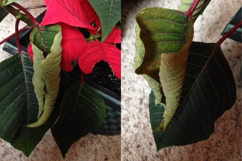 Poinsettia Leaves Curling (5 Causes And Here's What To Do) Garden For