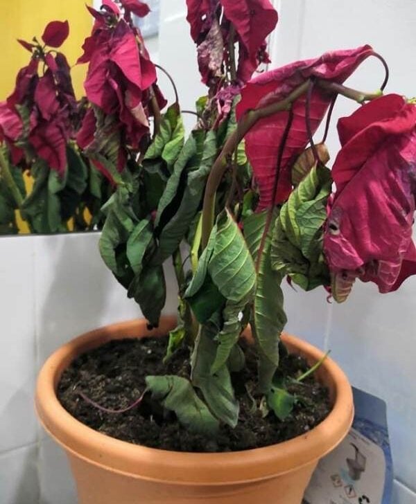 9 Causes of Poinsettia Dying (And Ways to Revive It) Garden For Indoor