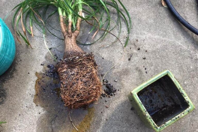 4 Steps to Save Overwatered Ponytail Palm