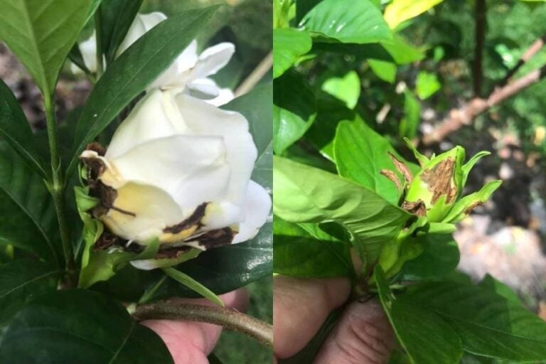 5 Causes Of Brown Spots On Gardenia Leaves (With Treatment) Garden