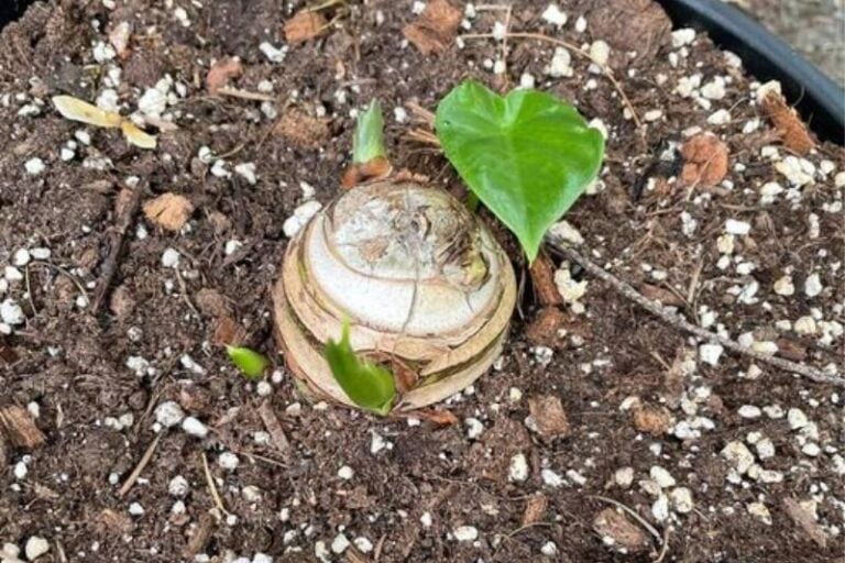 How To Overwinter Elephant Ear Plants Garden For Indoor