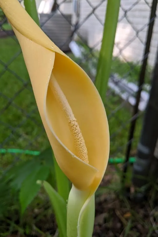 Discover When Elephant Ears Bloom Tips To Encourage Bloom Garden Discover When Elephant Ears Bloom Tips To Encourage Bloom Garden