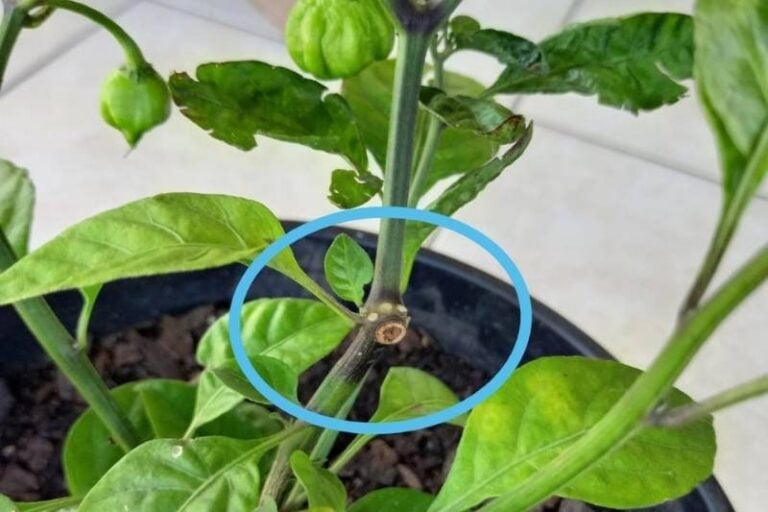 7 Causes of Yellow Spots on Pepper Leaves (With Treatment) Garden For