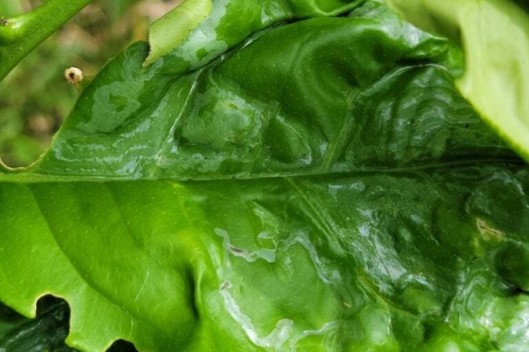 dealing-with-white-spots-on-lemon-tree-leaves-garden-for-indoor