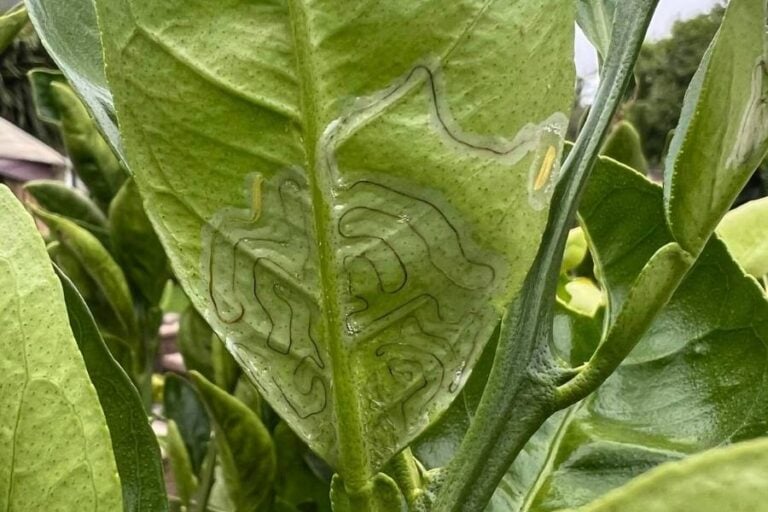Dealing With White Spots On Lemon Tree Leaves Garden For Indoor