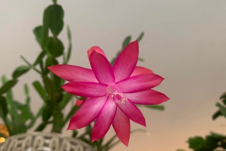 Here's How To Stop Christmas Cactus Buds From Falling Off Garden For