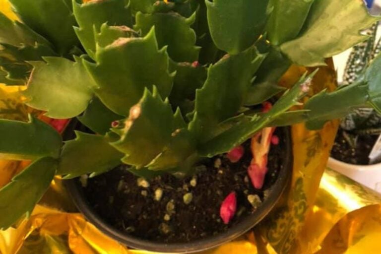 Here's How To Stop Christmas Cactus Buds From Falling Off Garden For
