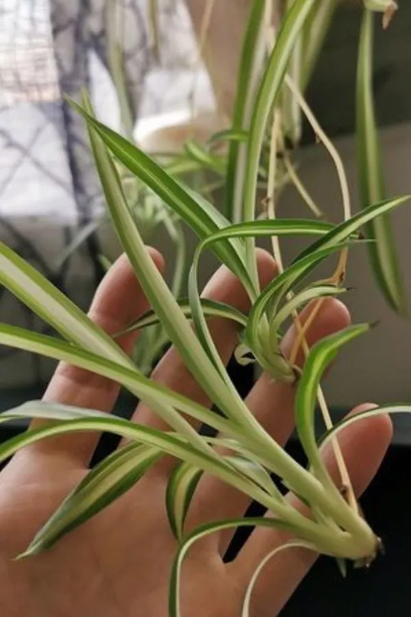 Spider Plant Long Stem (What To Do With It) - Garden For Indoor