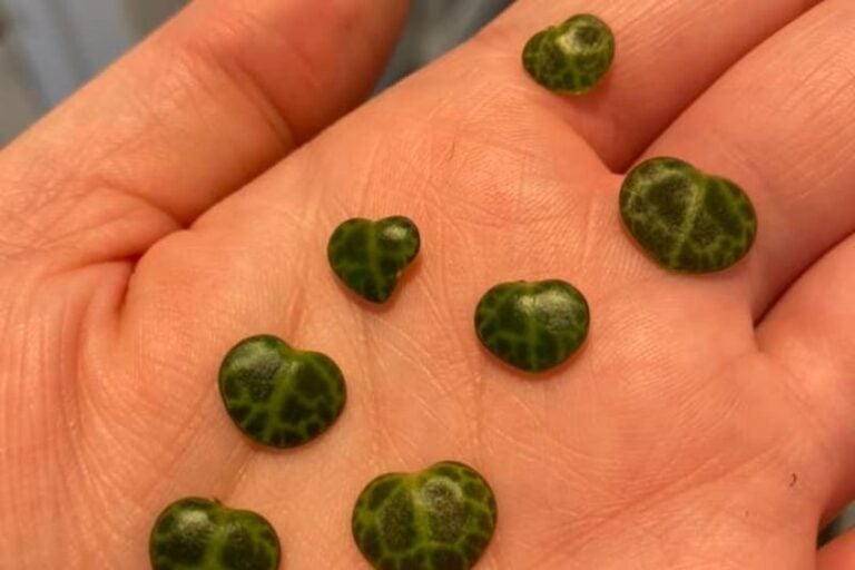 Can You Grow String Of Turtles From A Leaf? Garden For Indoor