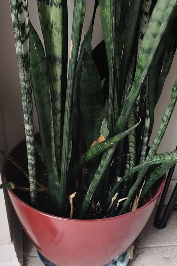 Troubleshooting Snake Plant Problems With Photos - Garden For Indoor