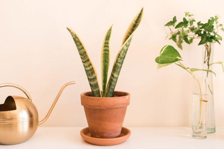 How Much Water Does a Snake Plant Need (Adjusted for Seasonality)