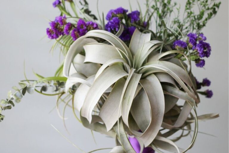 5 Tips To Grow Tillandsia Xerographica