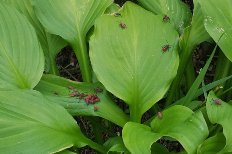 What To Spray on Hostas For Bugs (and 5 Preventive Ways)