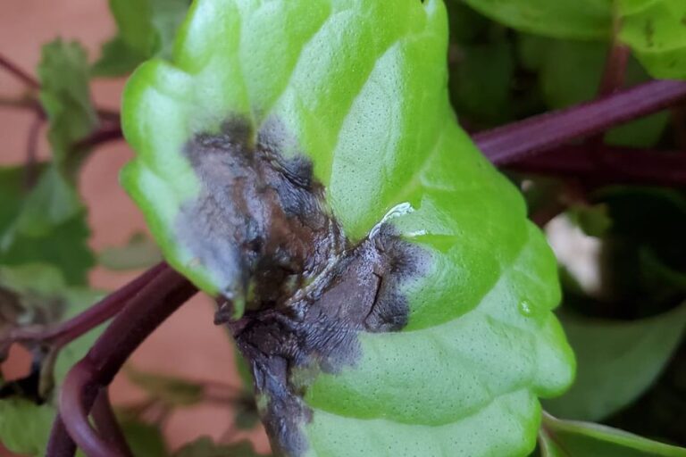 6 Reasons for Ivy Leaves Turning Black (With Solutions)